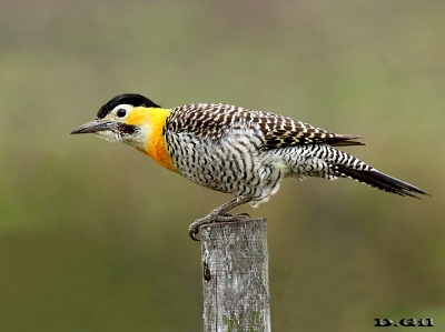 CARPINTERO DE CAMPO (Colaptes campestris) - Rincón de Melilla-MONTEVIDEO (Junio 2013)